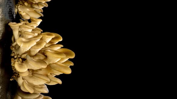 Growing Oyster Mushrooms on Black Background