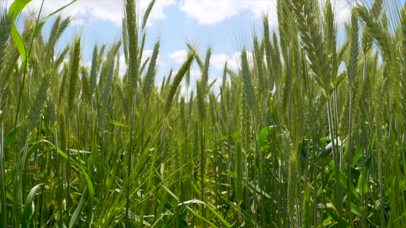 Cinematic dolls shot in green unripe barley corn field against blue sky and sunlight. Growing plants