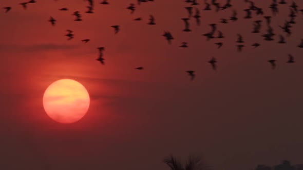 Large group of fruit bats flying in red sunset sky with big red sun, close up