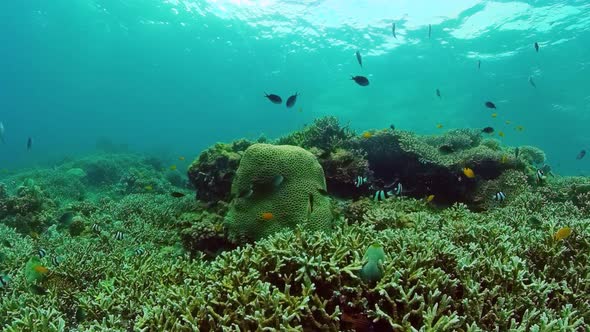 Coral Reef with Fish Underwater