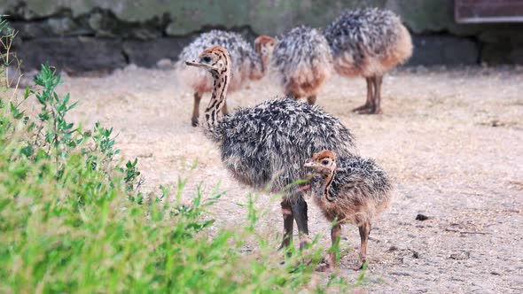 Baby Ostriches on an Ostrich Farm