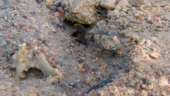 Underwater Colorful Goby Fish with Shrimp