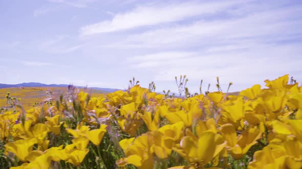 Yellow Poppies Blowing in Breeze at Antelope Valley Poppy Reserve in Lancaster, California. Panning