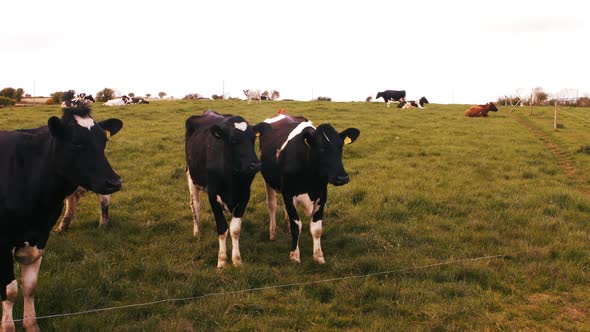 Man standing with herd of cattles in the field