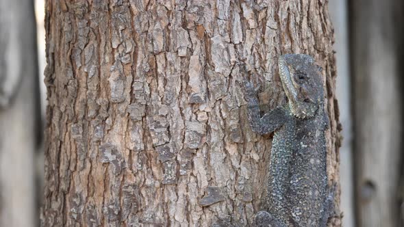 A southern tree agama on a tree 