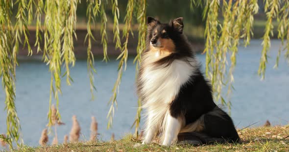 Tricolor Rough Collie Funny Scottish Collie Longhaired Collie English Collie Lassie Dog Posing