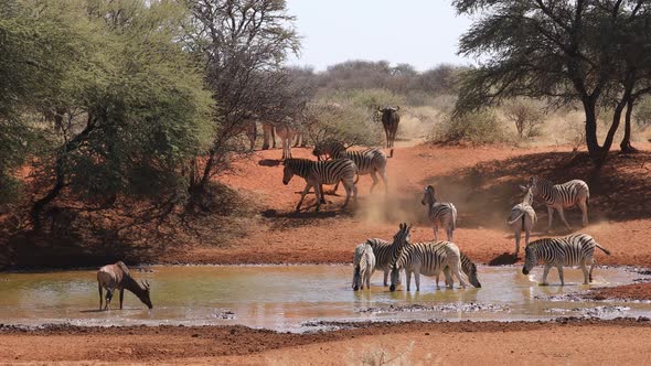 Zebras, Tsessebe And Wildebeest At A Waterhole - South Africa