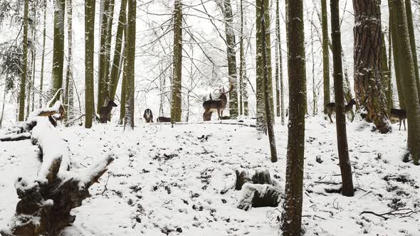 Fallow deer stag and its herd standing motionless in winter forest.