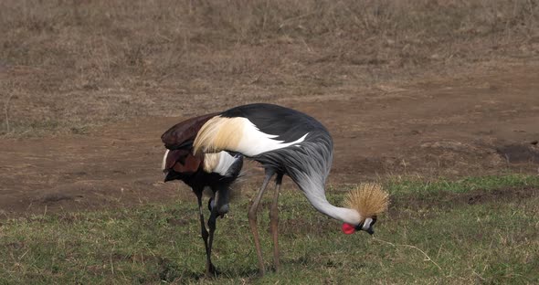 Grey Crowned Crane, balearica regulorum, Pair at Nairobi Park in Kenya, Real Time 4K