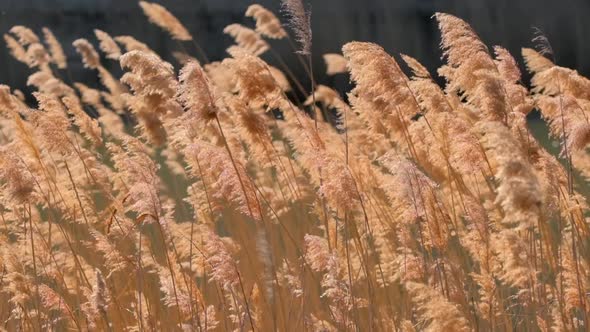 Common Reed Sway on Wind in Slow Motion