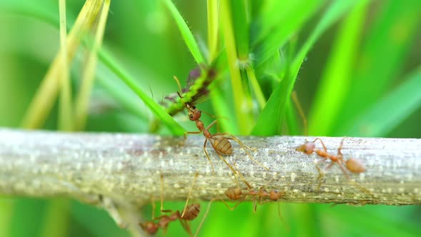 red ant colony on branch