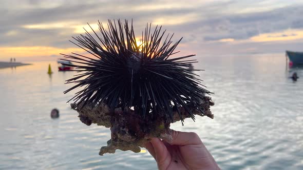 A Man Holds a Sea Urchin That He Caught in the Water in the Indian Ocean