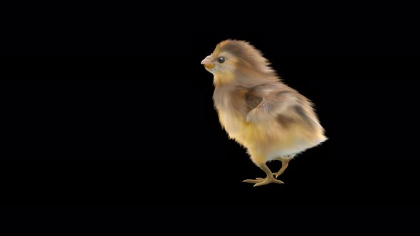 08 Baby Chicks Dancing 4K