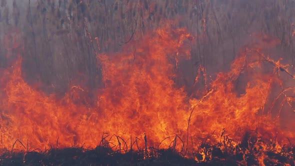 Fire in the Forest. Flame From Burning Dry Grass, Trees and Reeds. Slow Motion