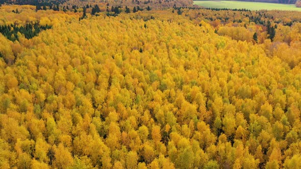 Yellow Crown of Trees in a Beautiful Forest in Autumn. Indian summer.Deciduous Forest, Top View.