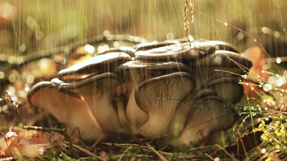 Pleurotus Mushroom In a Sunny Forest in the Rain.