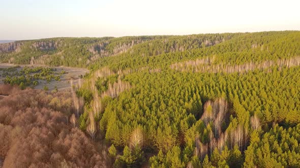 Spring Forest Nature