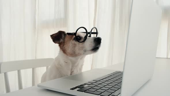 Dog Using Computer in Nerd Glasses Laptop Keyboard
