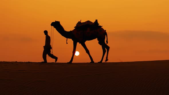 Cameleers Camel Drivers at Sunset