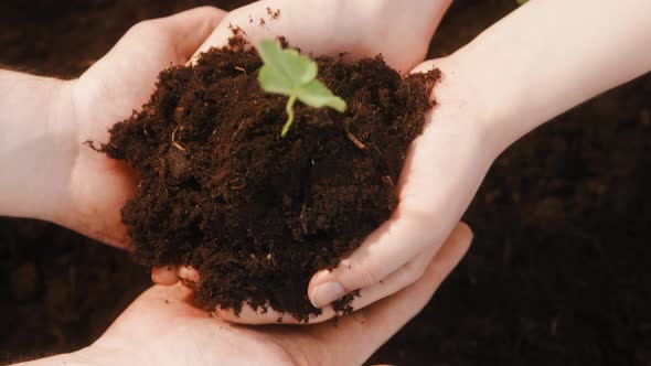 Transferring of Sprout with Ground From Hand to Hand Closeup of Giving Handful Soil and Green