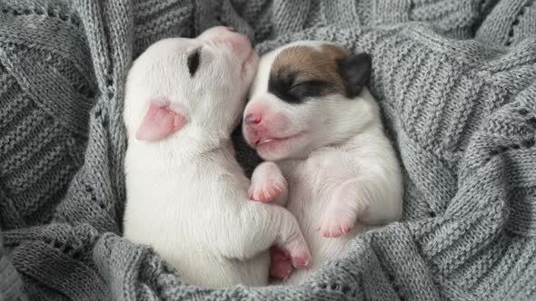 Newborn Puppy Sleeping on Knitted Plaid