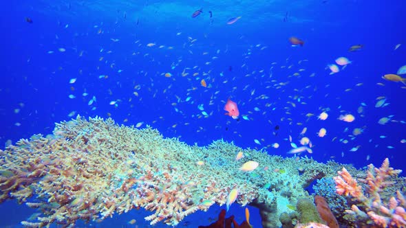 Underwater Fish and Coral Garden