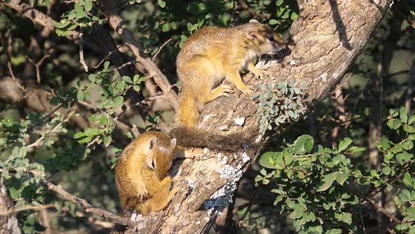 Two African bush squirrels in a tree 