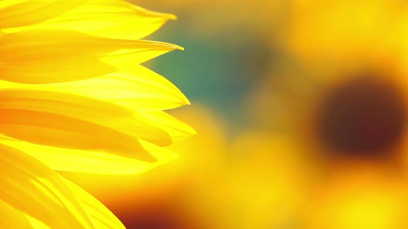 Background with Sunflower Petals