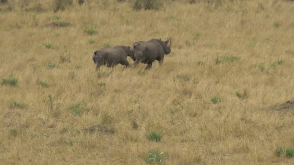 Two rhinos running on the plains