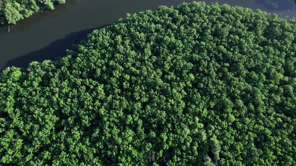 Aerial Flight Over Small Lake in the Forest