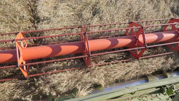 Seasonal harvesting of grain crops. Combine harvester in the field.