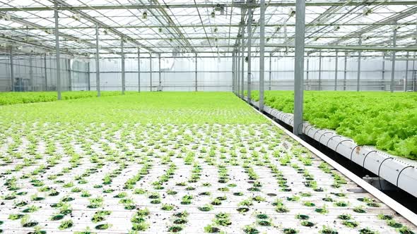 Greenhouse Plantation with Lettuce Sprouts