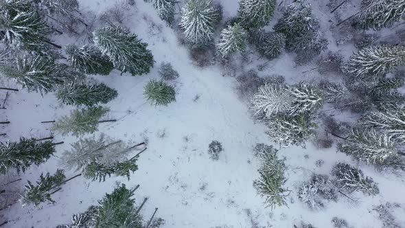 Descent Over the Winter Snow-covered Forest. Winter Forest As Background