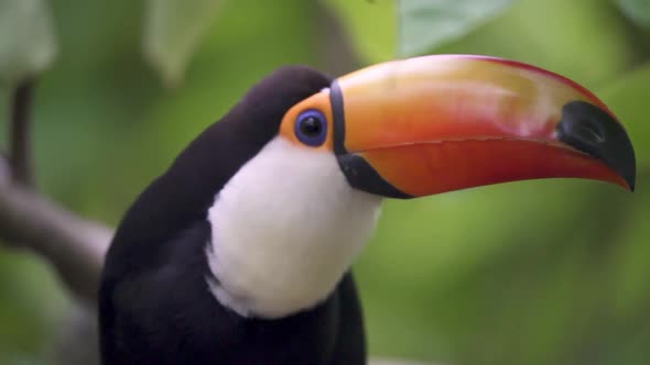 Slow motion closeup of a Giant Toucan opening its bill and looking around