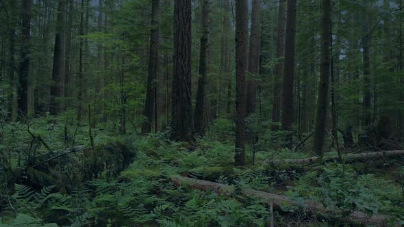 Rising From Forest Floor To Trees In The Evening