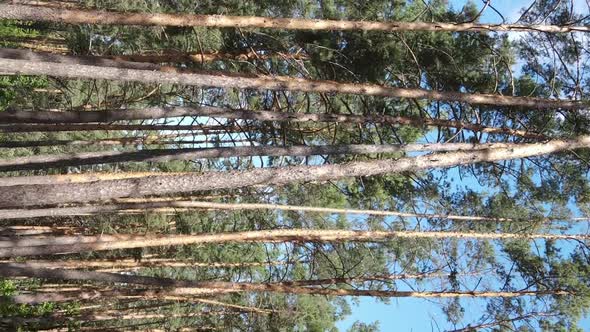 Vertical Video of Green Forest By Day