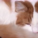 Sick cat lies and tries to sleep - VideoHive Item for Sale