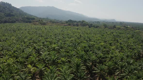 Palm trees plantation in Costa Rica