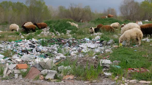 Sheeps Eating Garbage