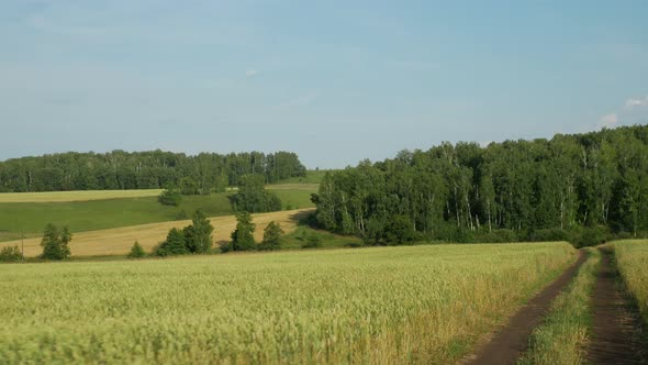 Go Through Fields To Trees