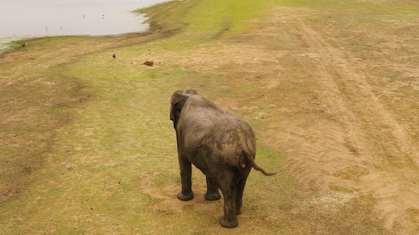 Aerial Drone of Elephant in Its Natural Environment