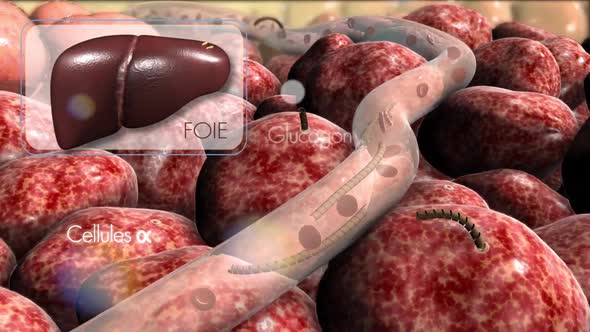 Pancreatic -Cell Electrical Activity and Insulin Secretion