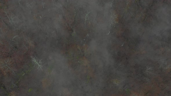 Aerial Looking Down on Forest With Fog