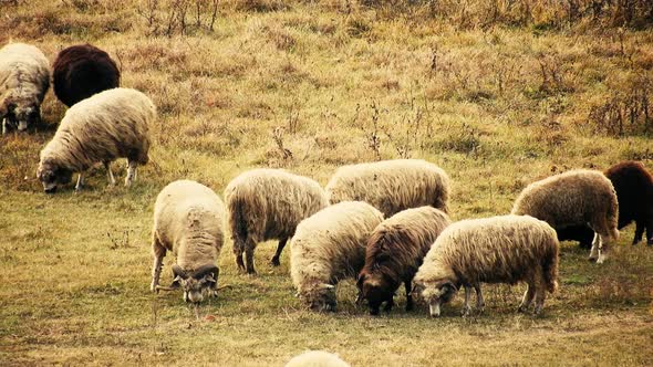 Herd of sheep eating grass in the field