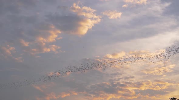 Millions of bats pour out of a cave in Thailand at sunset to go hunting for bugs