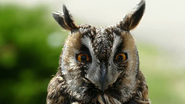 Owlet