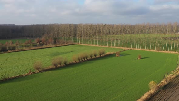 Aerial view of a bright green meadow with pollard willows alongside and a line of high trees