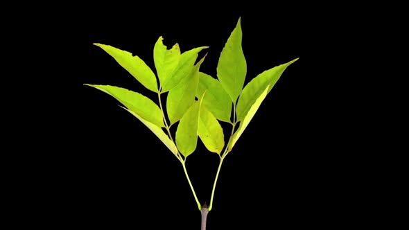 Time-lapse of drying Nut tree leaves