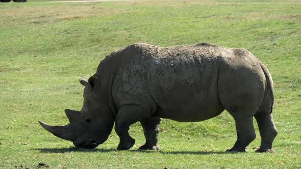 Endangered White Rhinoceros Grazing On Green Grass, SLOW MOTION