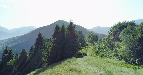 Biker Riding Mountain Bike Along Forest Trail Aerial View in Summer Sunny Day